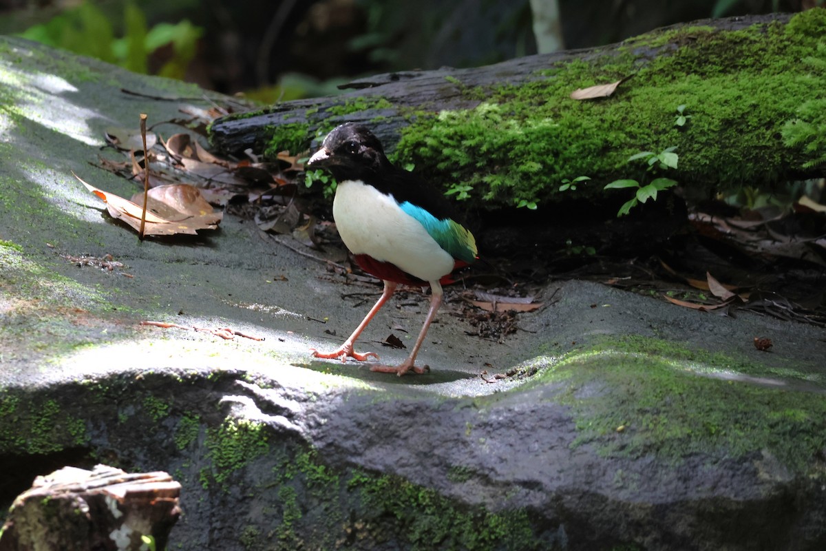 Ivory-breasted Pitta - ML641099961