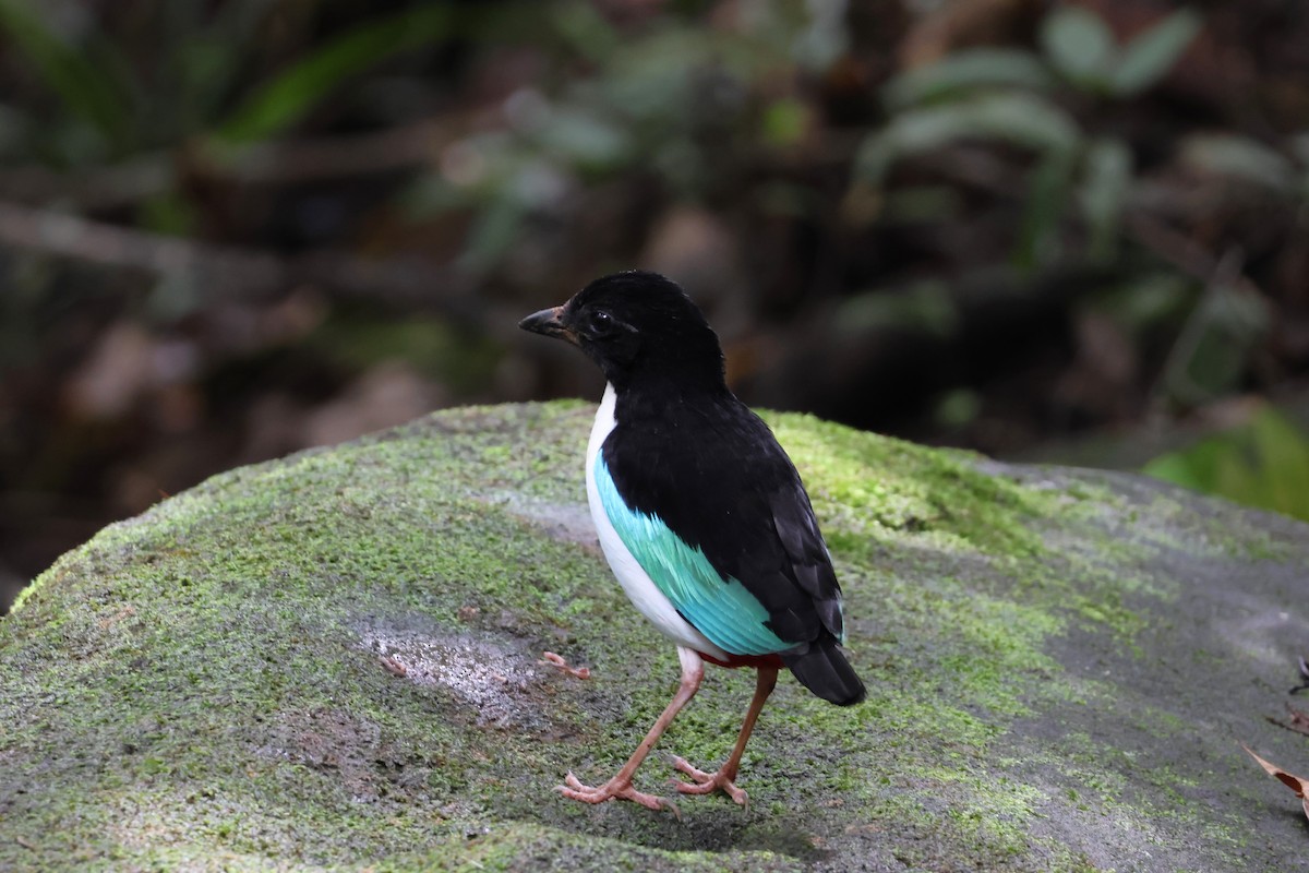 Ivory-breasted Pitta - ML641099962