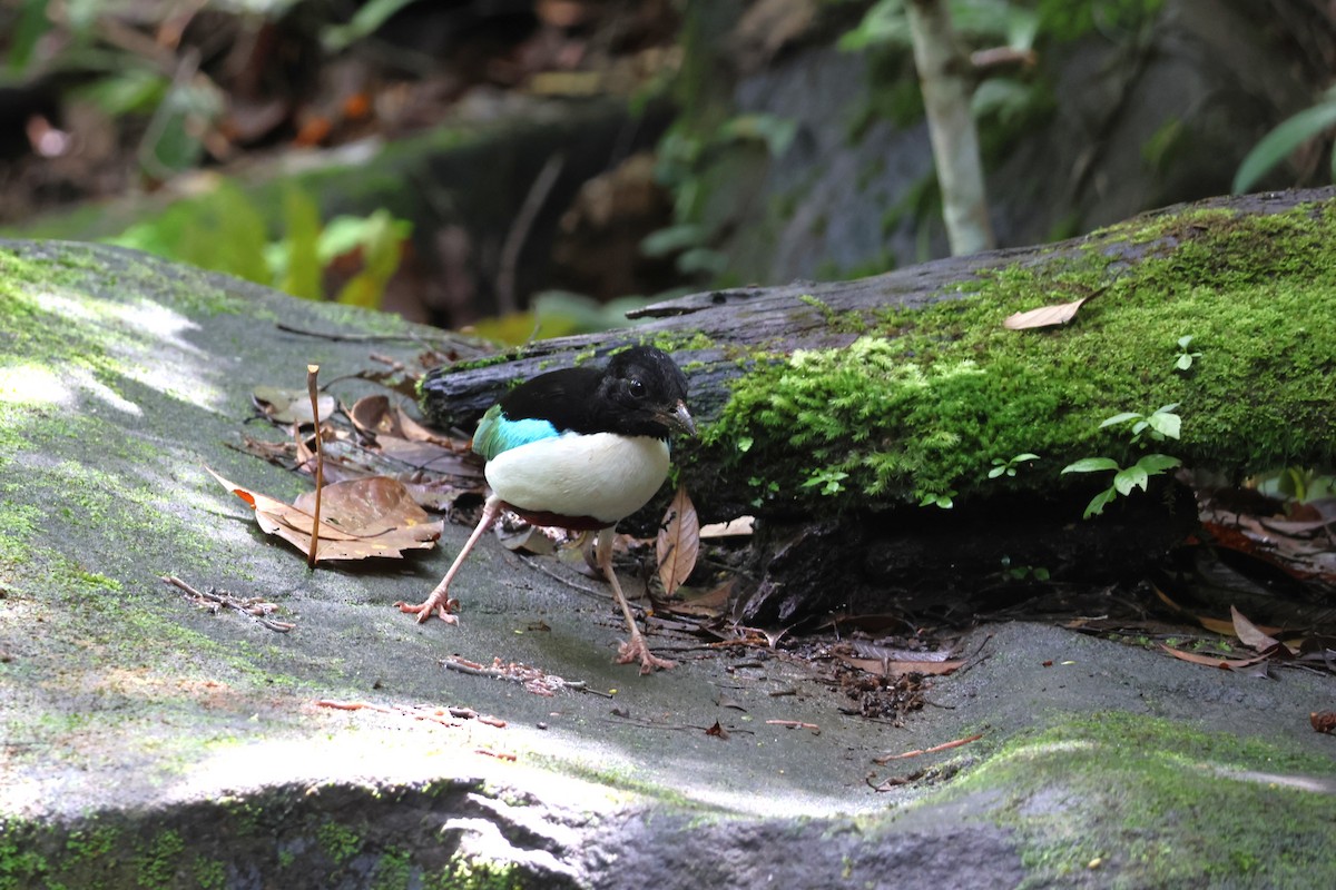 Ivory-breasted Pitta - ML641099963
