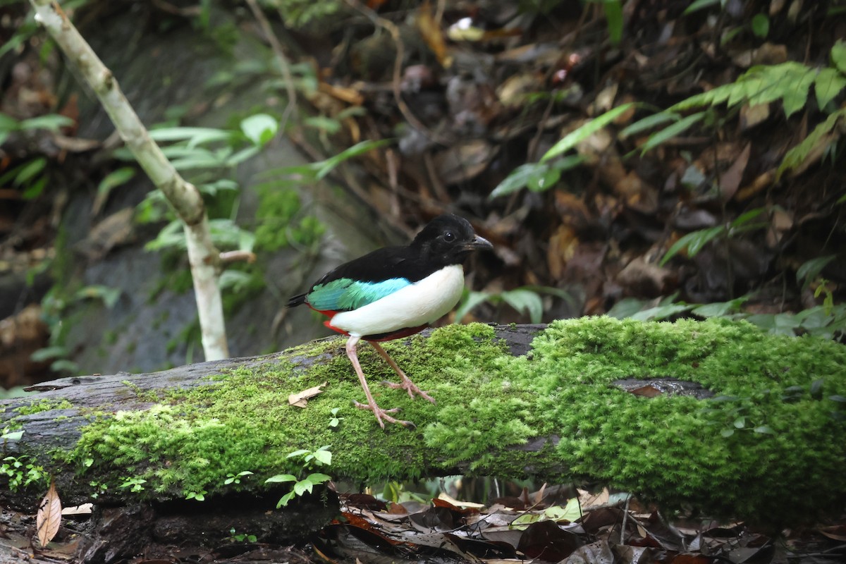 Ivory-breasted Pitta - ML641099964