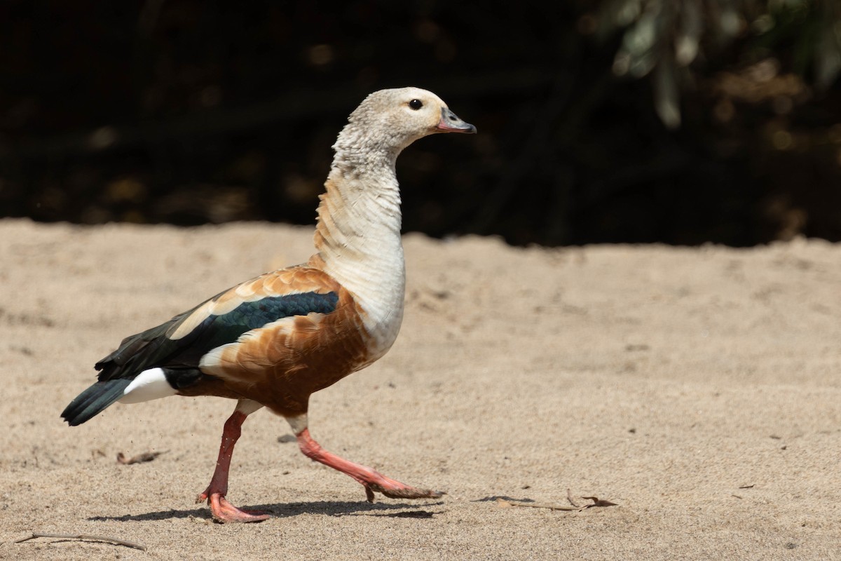 Orinoco Goose - ML641099972