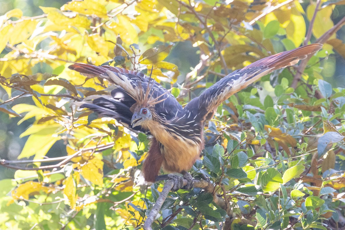 Hoatzin - ML641099978