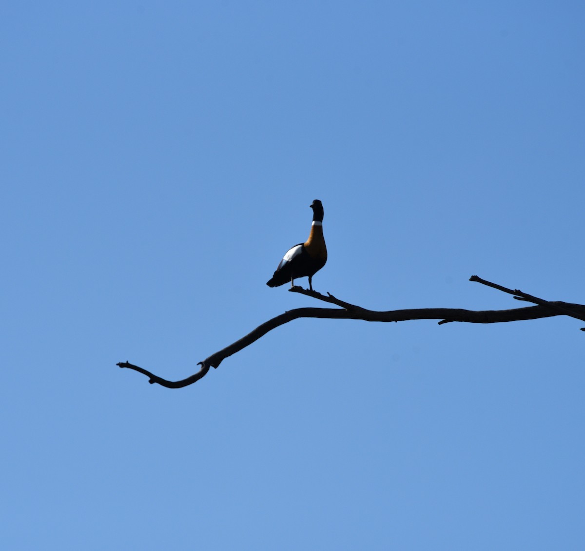 Australian Shelduck - ML641099986