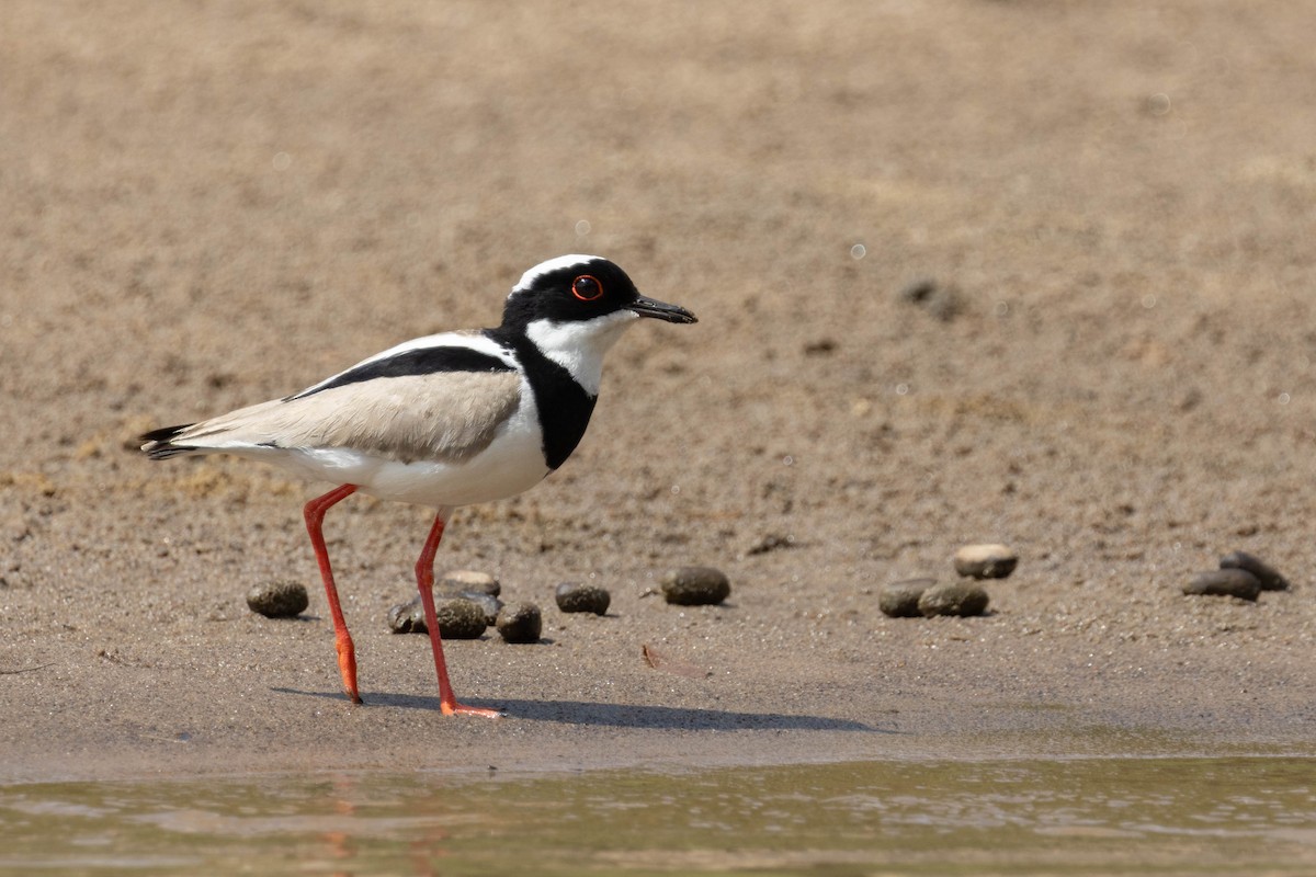 Pied Plover - ML641100020