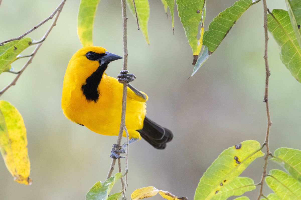 Yellow Oriole - ML641100041