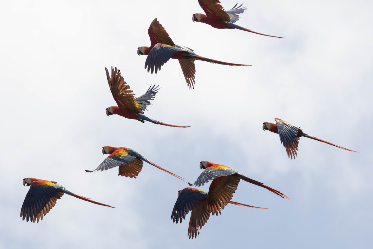 Scarlet Macaw - ML641100054