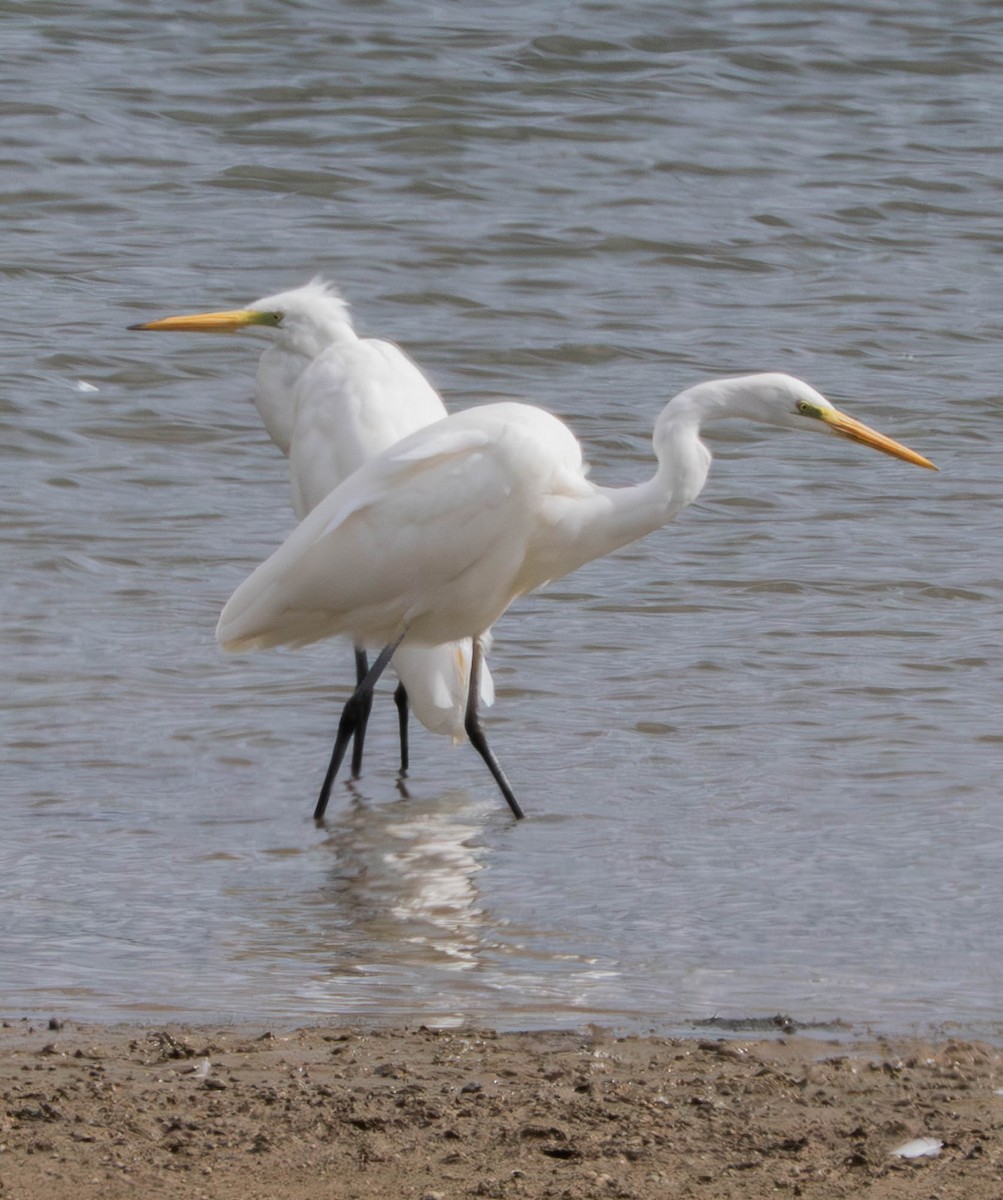 Great Egret - ML641100058