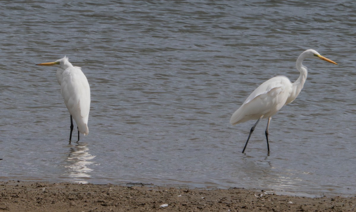Great Egret - ML641100059