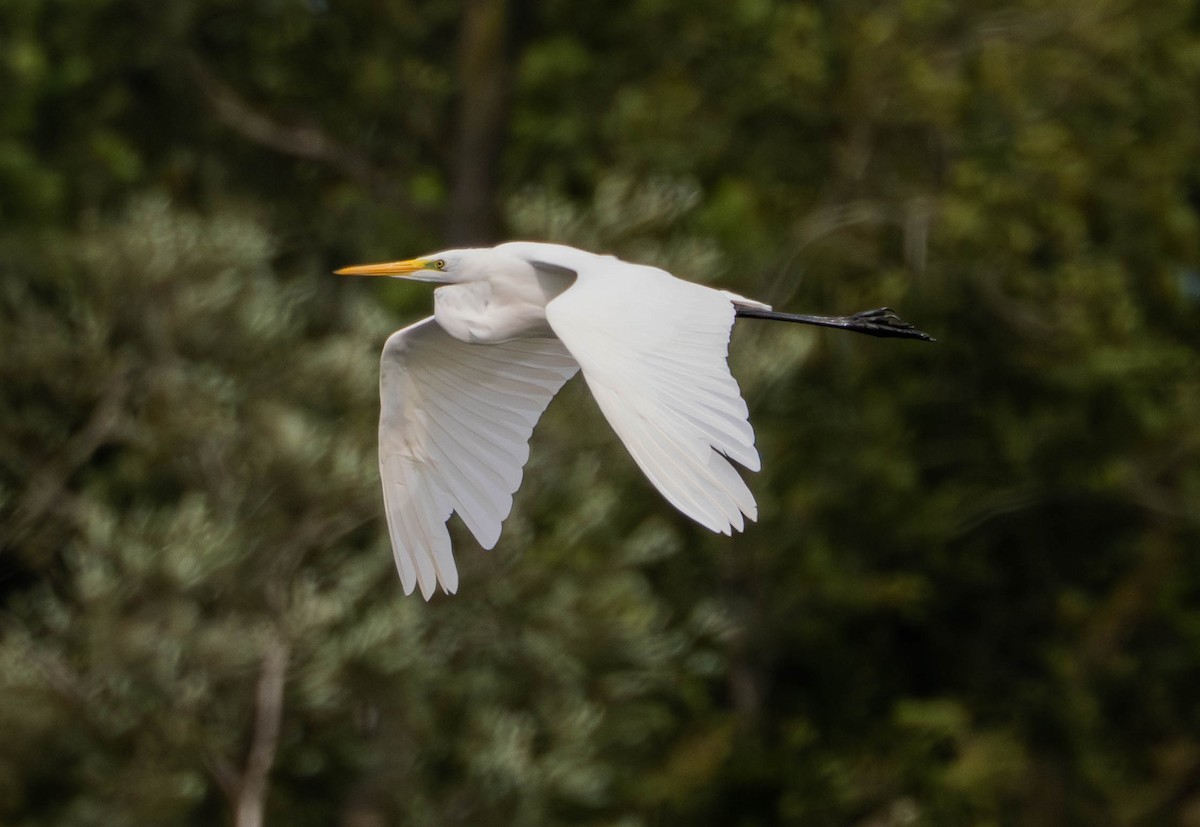 Great Egret - ML641100070
