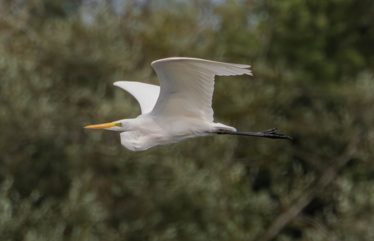 Great Egret - ML641100071