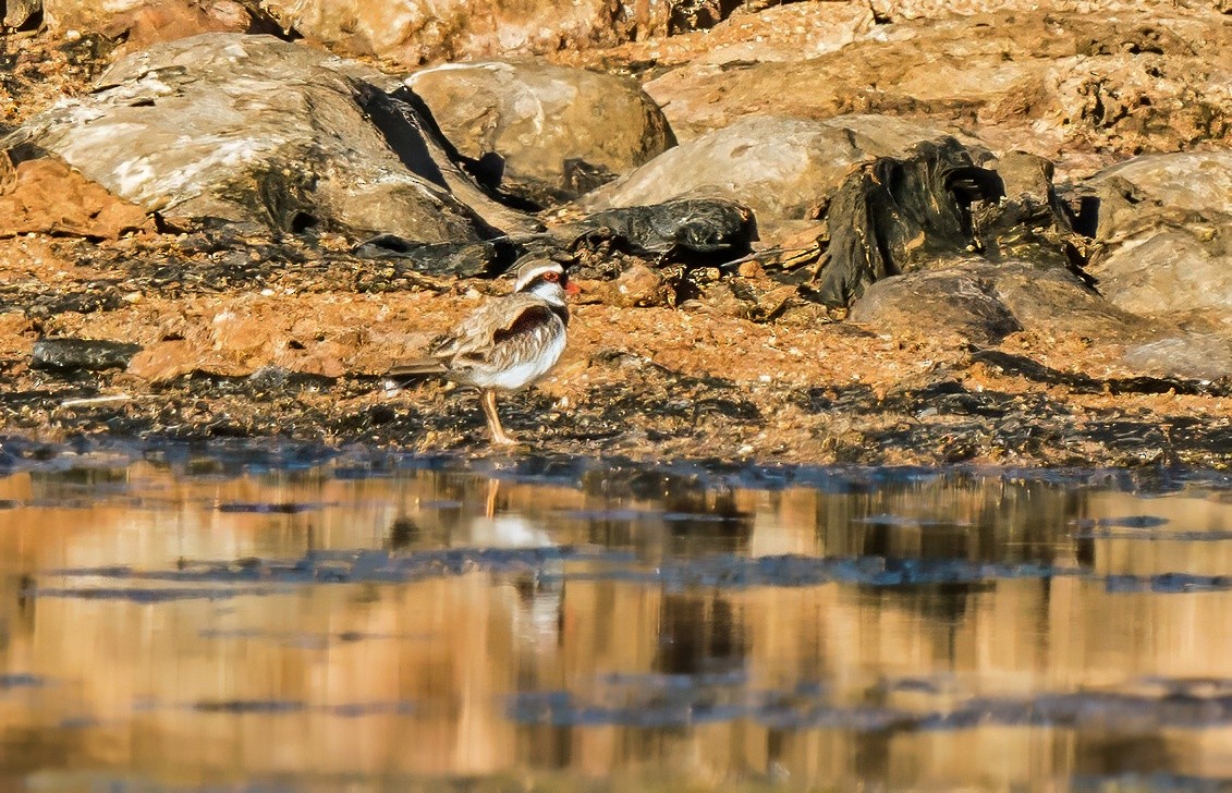 Black-fronted Dotterel - ML641100075