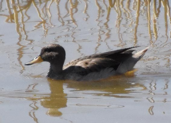 Yellow-billed Pintail - ML641100147