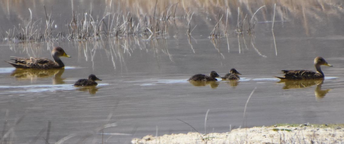 Yellow-billed Pintail - ML641100149