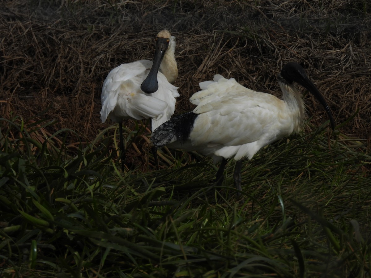 Royal Spoonbill - ML641100155