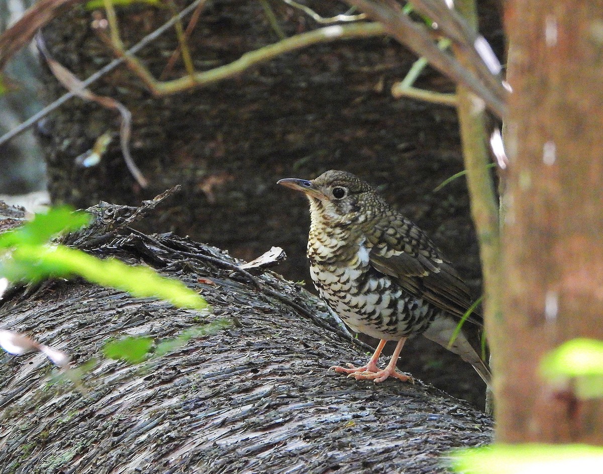 Russet-tailed Thrush - ML641100181