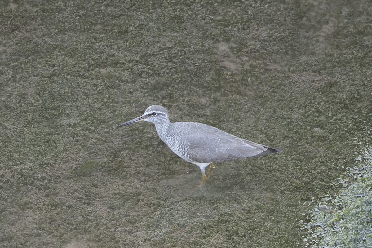 Gray-tailed Tattler - ML641100219