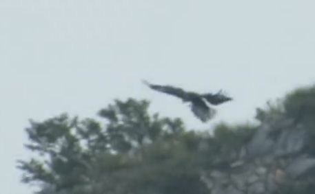 Golden Eagle - ML641100264