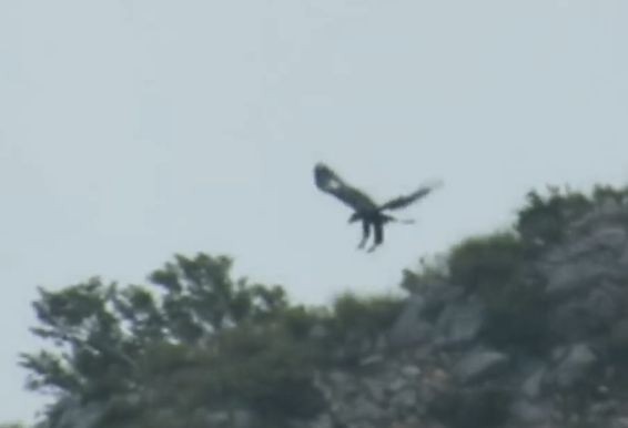 Golden Eagle - ML641100265