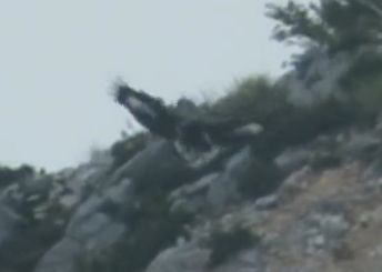 Golden Eagle - ML641100266