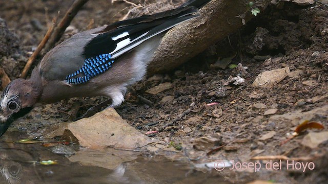 Eurasian Jay - ML641100273