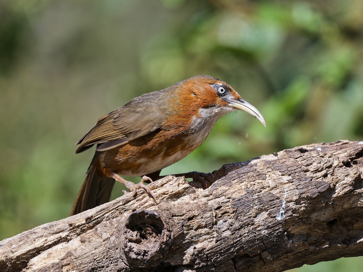 Rusty-cheeked Scimitar-Babbler - ML641100275