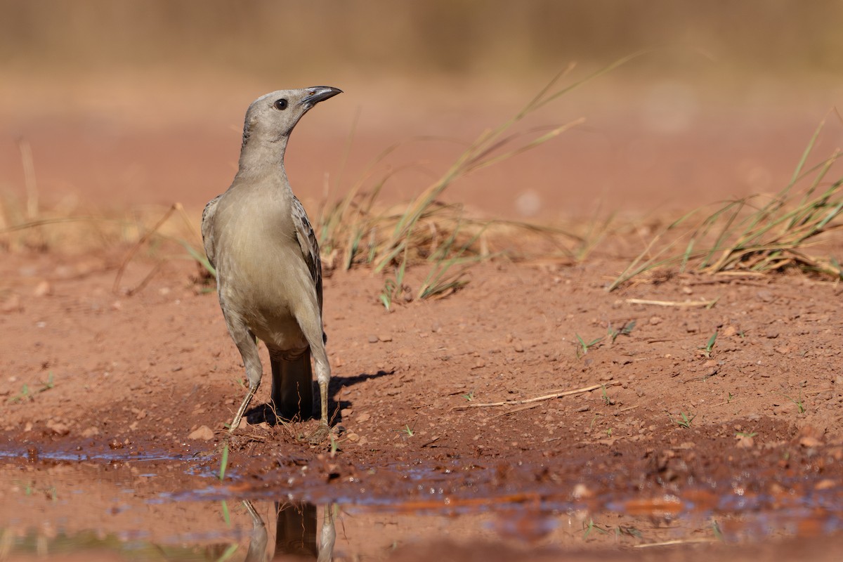 Great Bowerbird - ML641100276