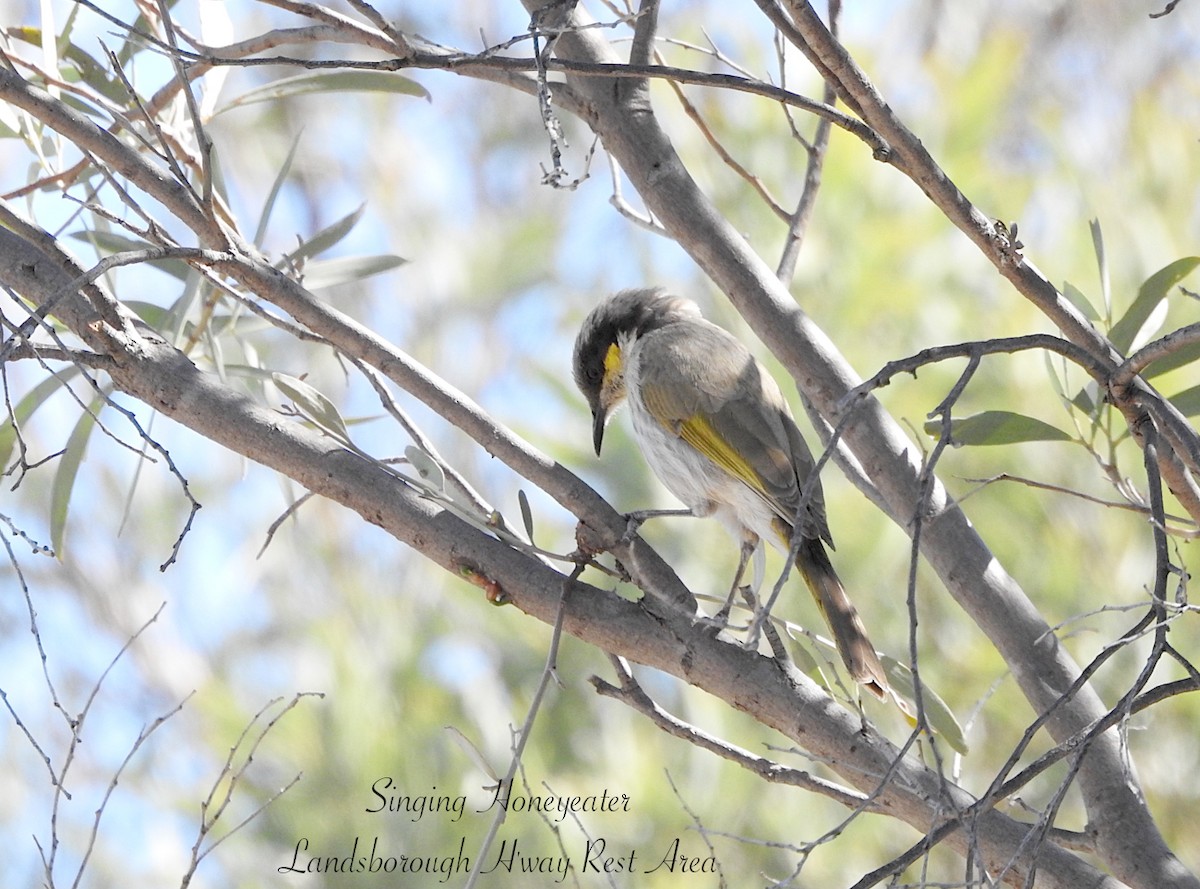 Singing Honeyeater - ML641100280
