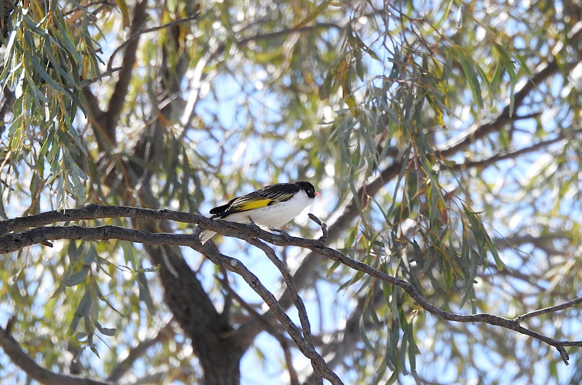 Painted Honeyeater - ML641100285