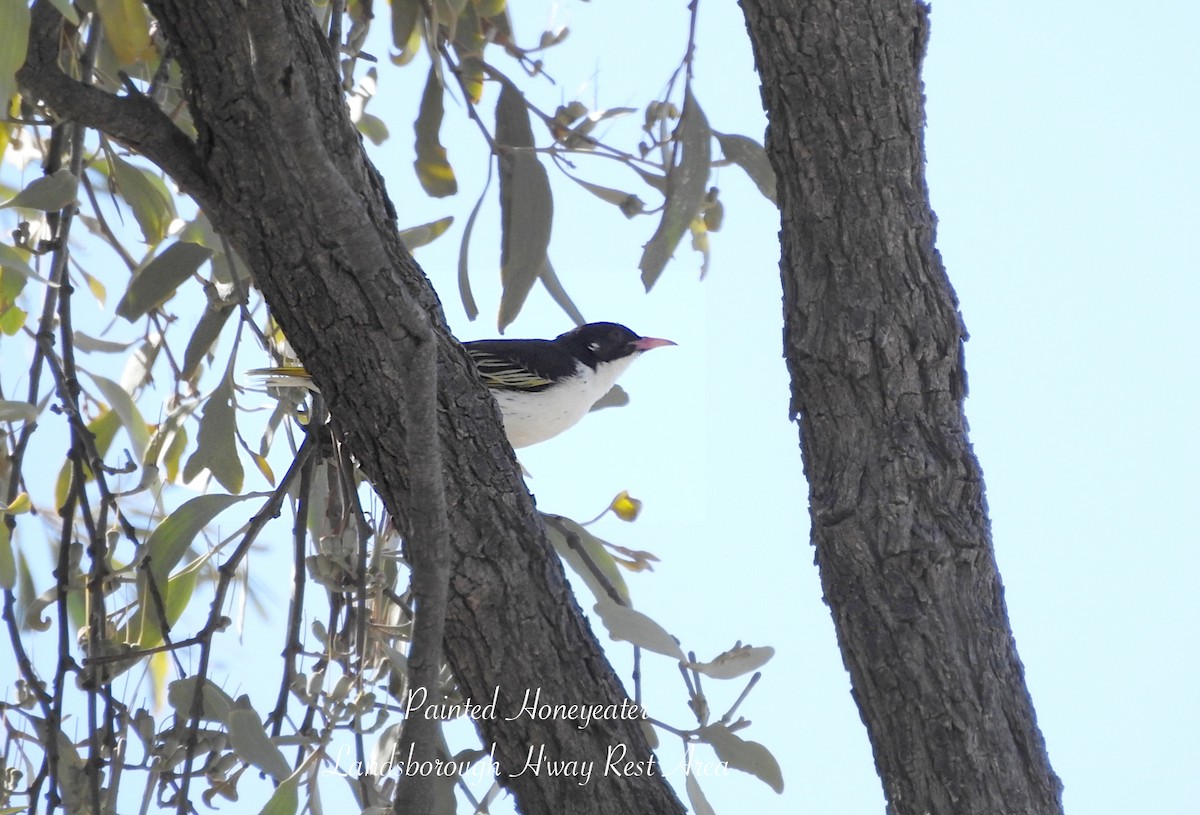 Painted Honeyeater - ML641100286