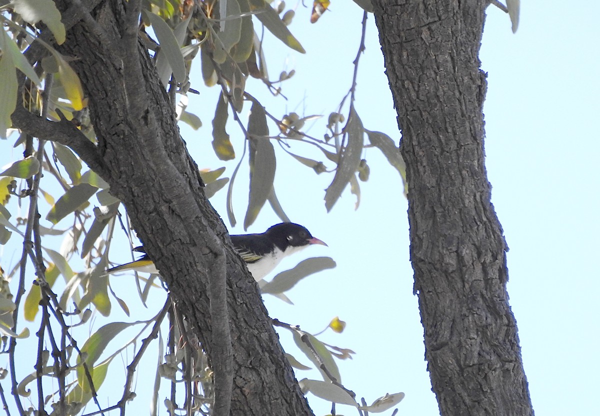 Painted Honeyeater - ML641100287