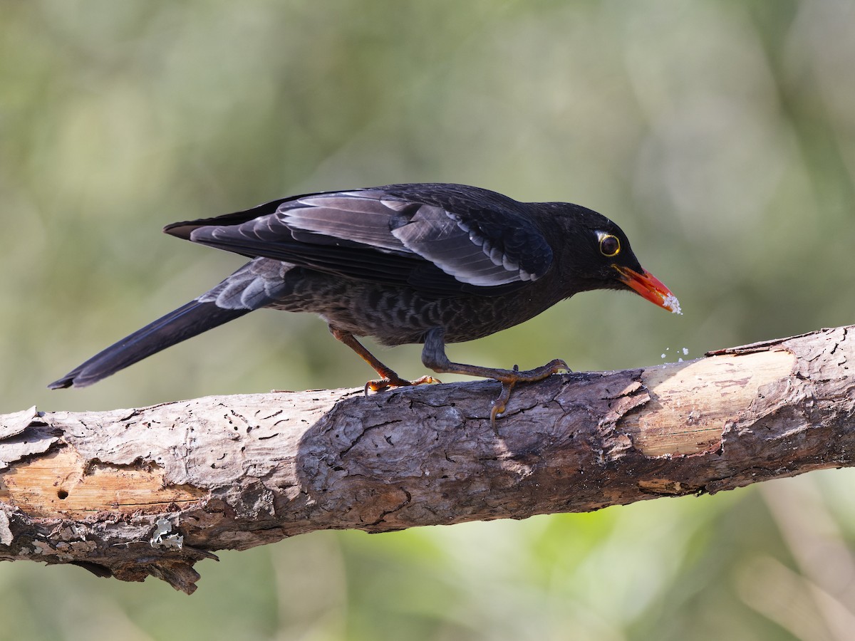 Gray-winged Blackbird - ML641100288