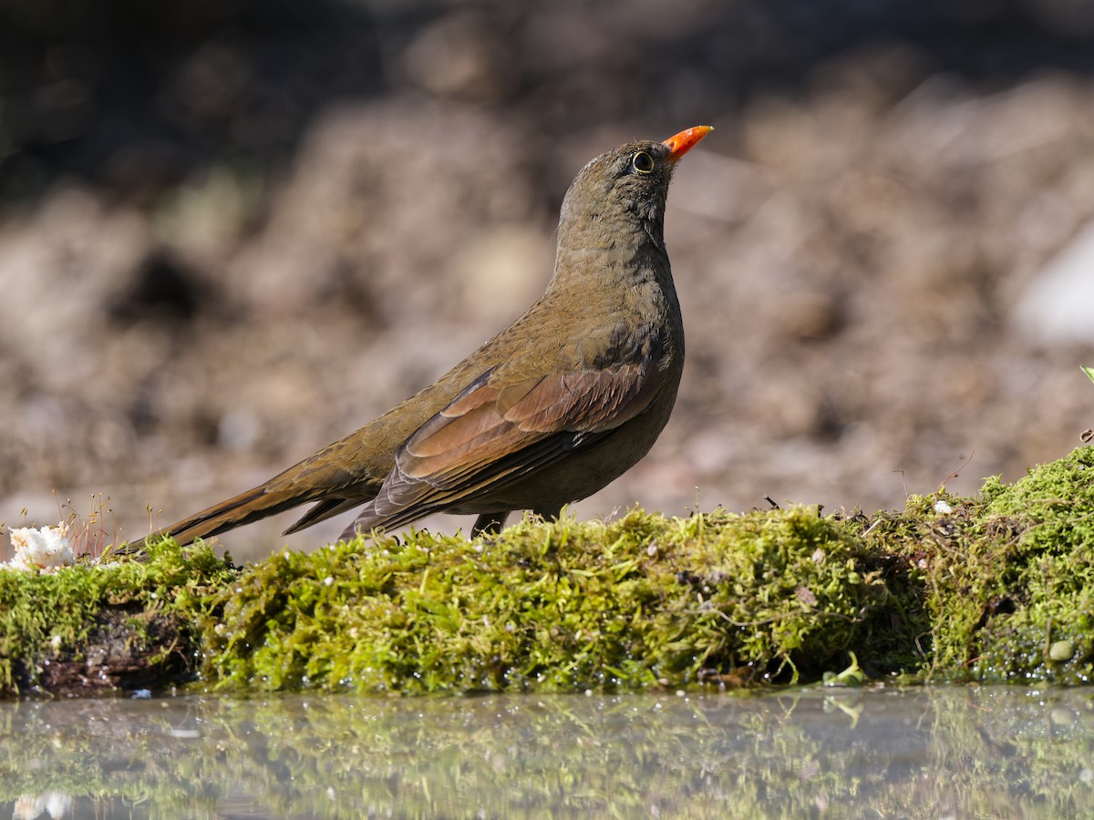 Gray-winged Blackbird - ML641100289