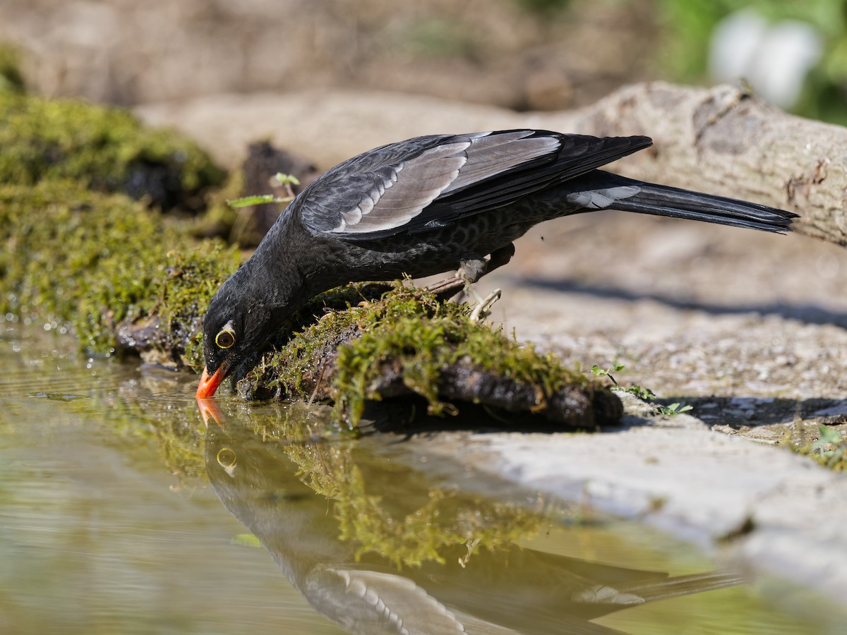 Gray-winged Blackbird - ML641100290