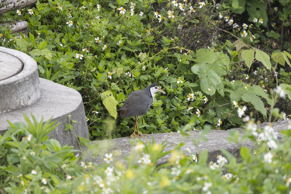 White-breasted Waterhen - ML641100291