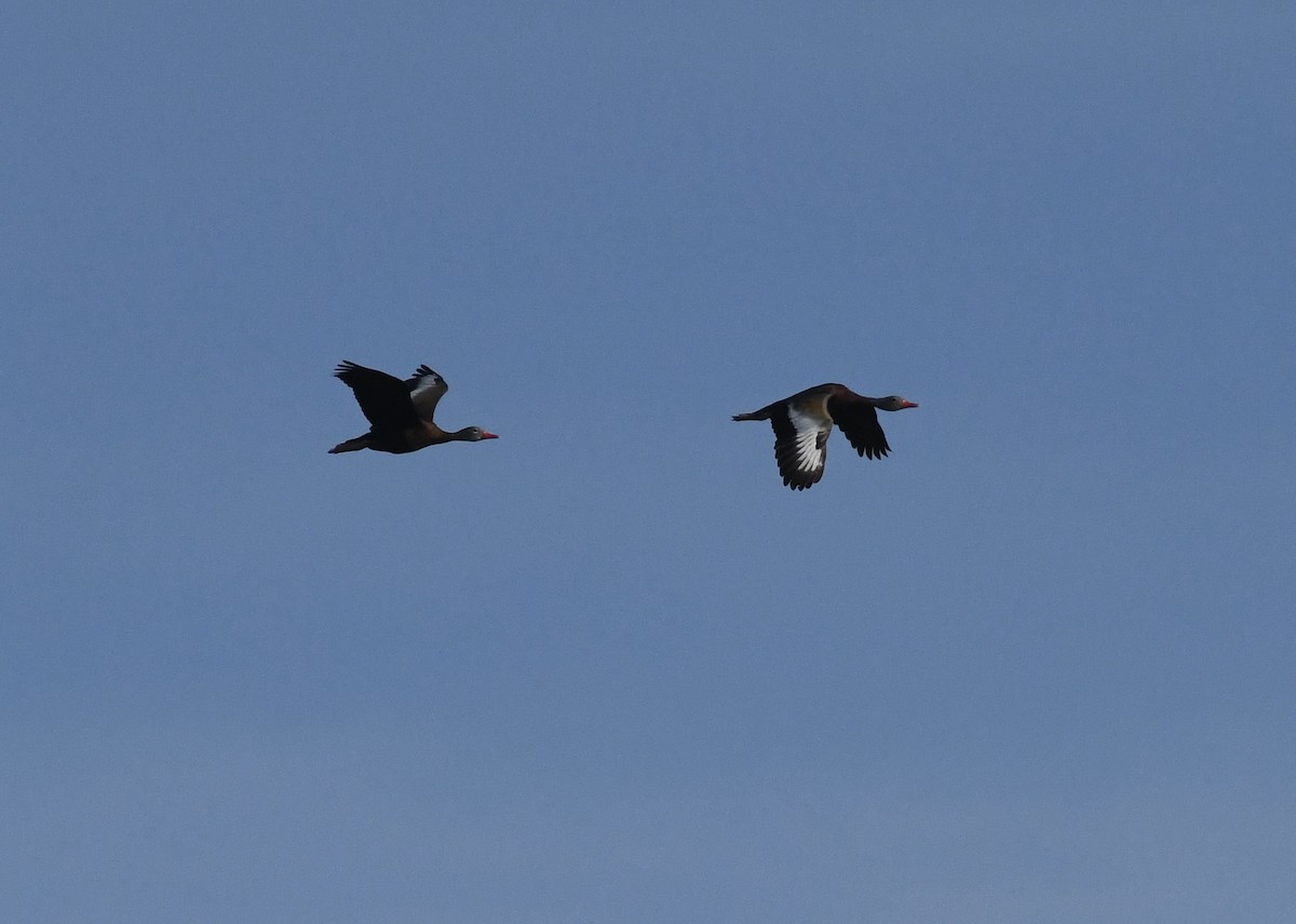 Black-bellied Whistling-Duck (fulgens) - ML641100292