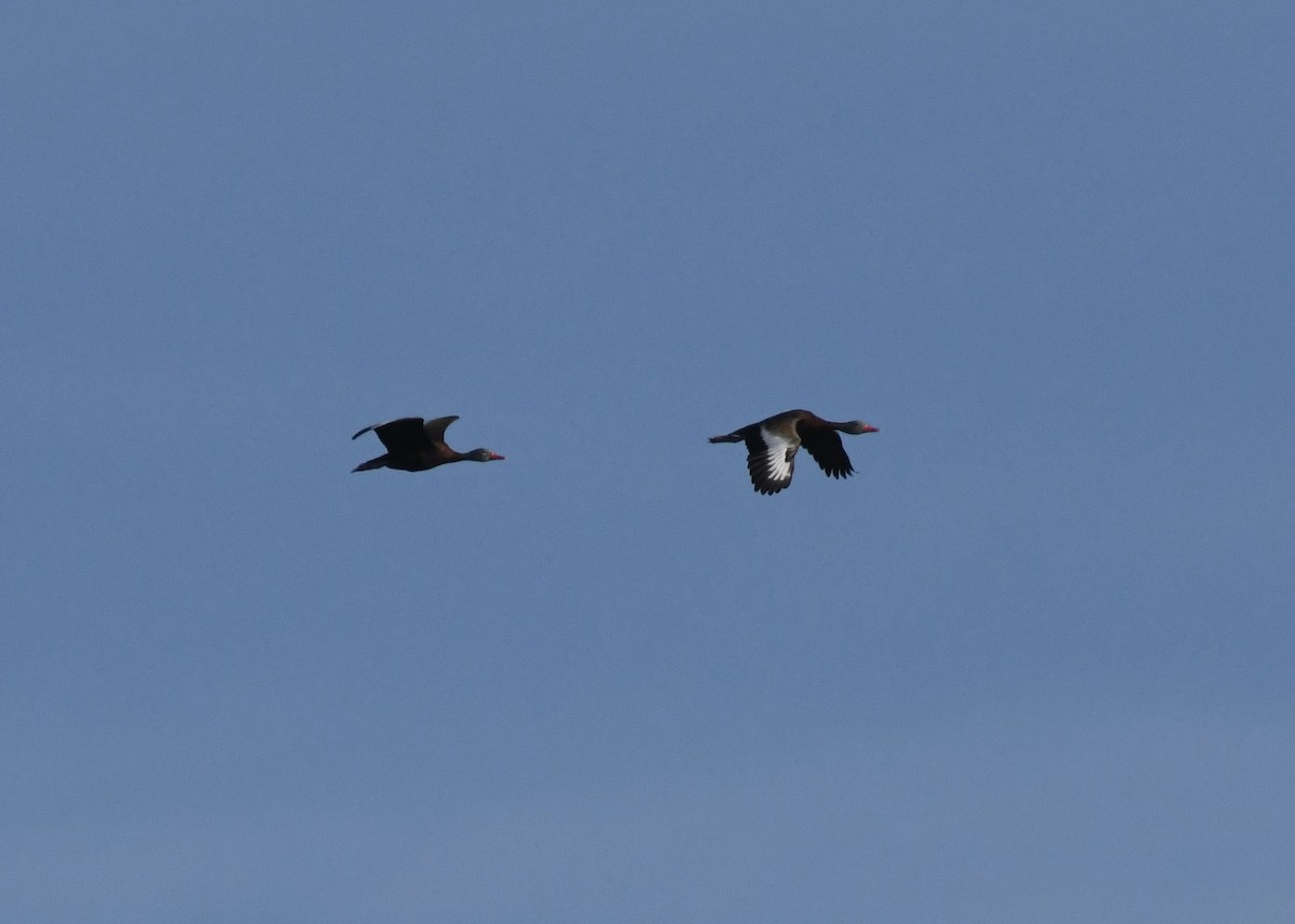 Black-bellied Whistling-Duck (fulgens) - ML641100293
