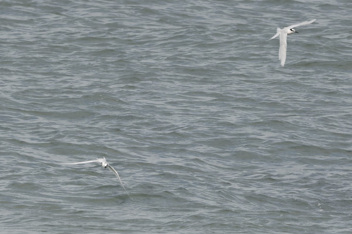 Black-naped Tern - ML641100297