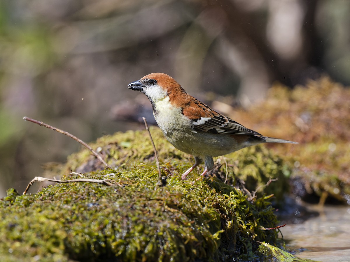 Russet Sparrow - ML641100298