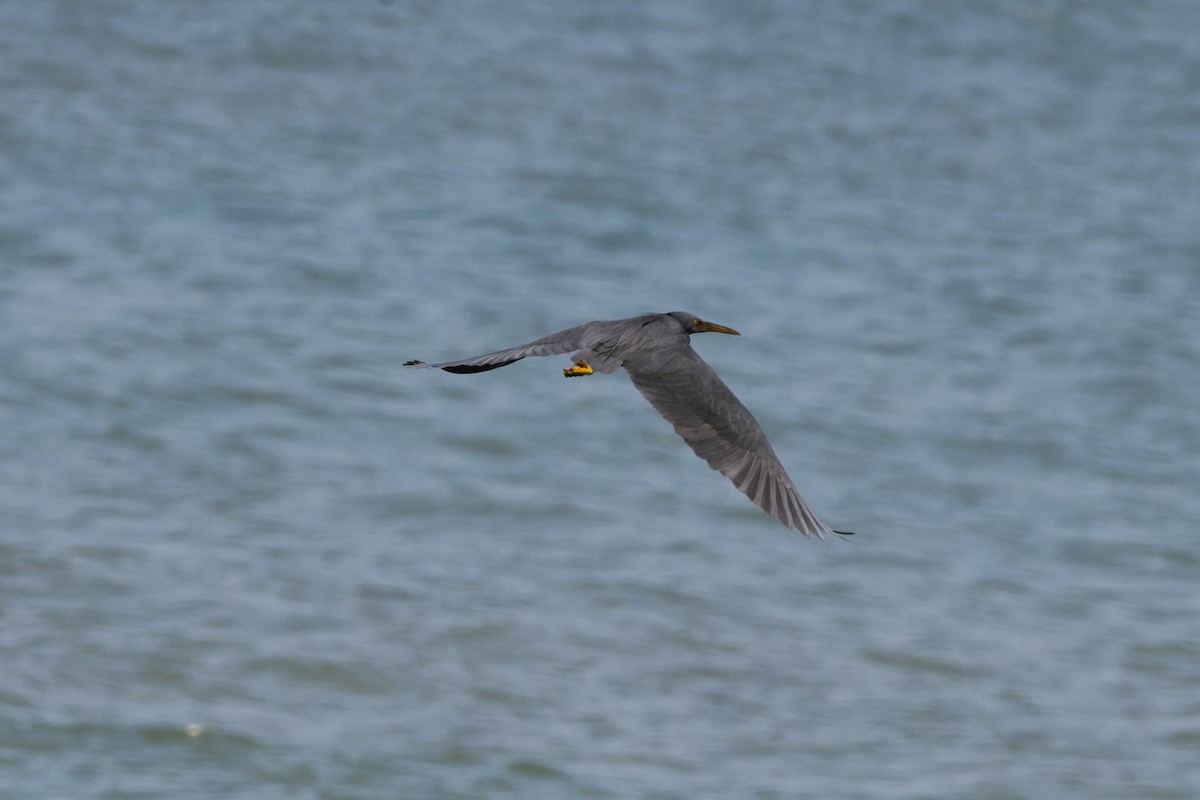 Pacific Reef-Heron - ML641100299