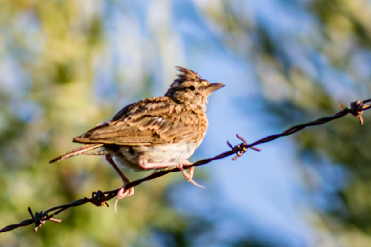 Thekla's Lark - ML641100300