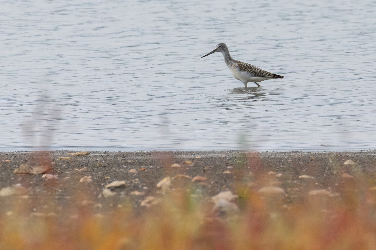 Common Greenshank - ML641100302