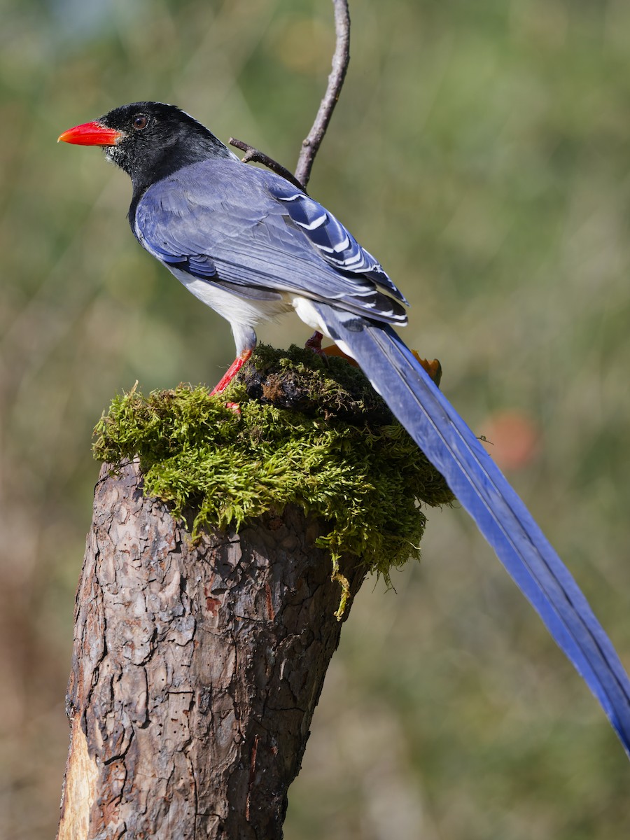 Red-billed Blue-Magpie - ML641100303