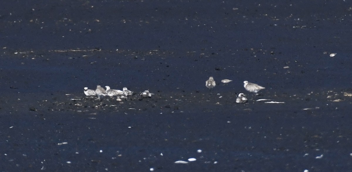 Black-bellied Plover - ML641100304