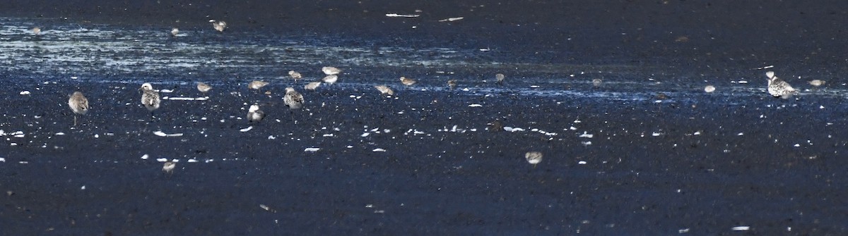 Black-bellied Plover - ML641100305