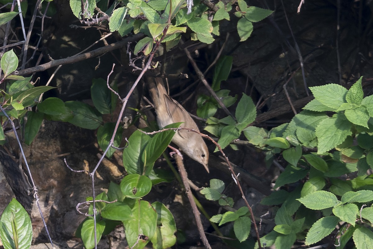 Manchurian Bush Warbler - ML641100308