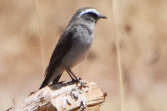 White-browed Chat-Tyrant - ML641100309