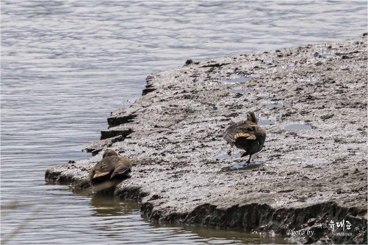 Eastern Spot-billed Duck - ML641100310