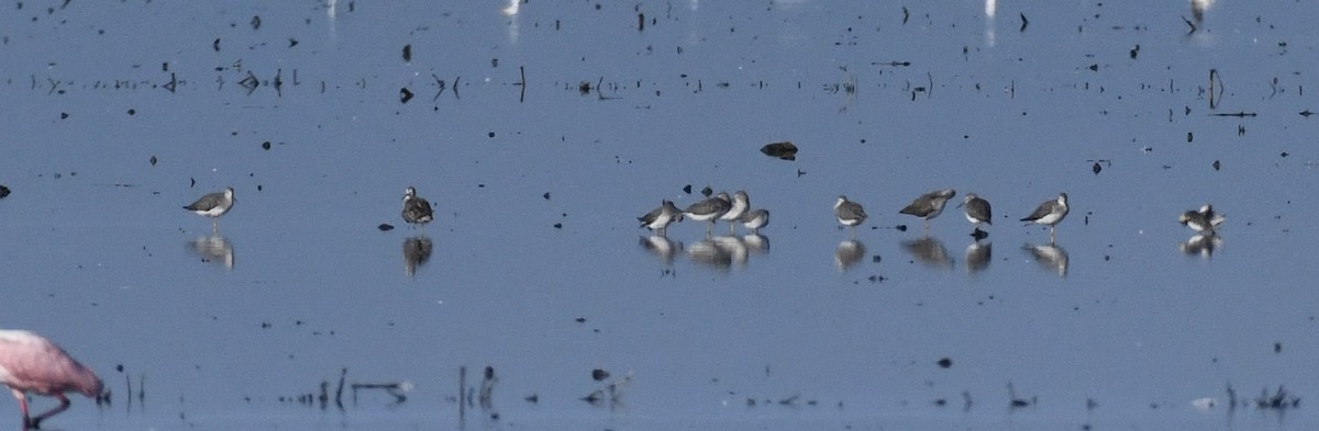 Stilt Sandpiper - ML641100312