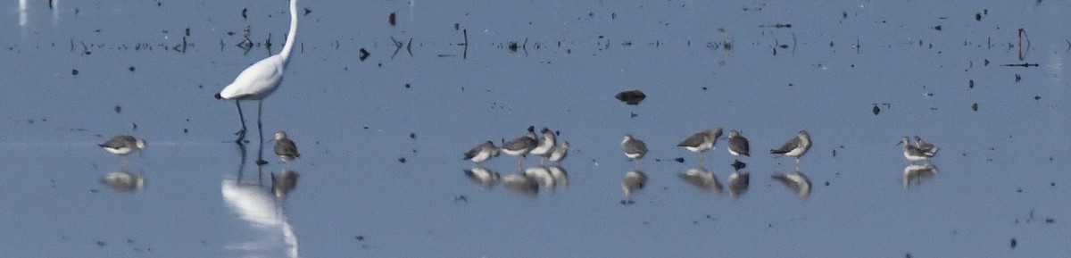 Stilt Sandpiper - ML641100313