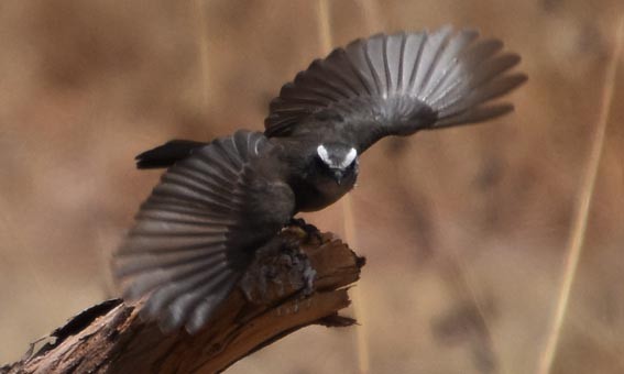 White-browed Chat-Tyrant - ML641100315
